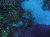 ant07_CB_0037.JPG