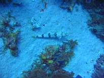 ant07_CB_0040.JPG