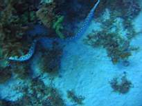 ant07_CB_0044.JPG