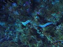 ant07_CB_0046.JPG