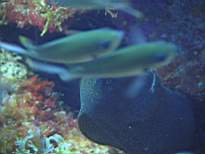 ant07_CB_0050.JPG
