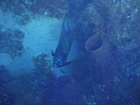 ant07_CB_0054.JPG