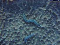 ant07_CB_0061.JPG