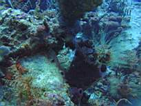 ant07_CB_0065.JPG