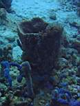 ant07_CB_0076.JPG