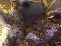 ant07_CB_0079.JPG