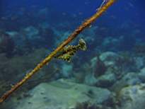 ant07_CB_0083.JPG