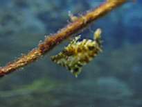 ant07_CB_0084.JPG