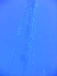 ant07_CB_0092.JPG