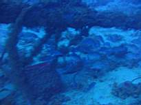 ant07_CB_0099.JPG