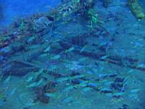 ant07_CB_0110.JPG