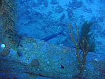 ant07_CB_0113.JPG