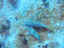 ant07_CB_0122.JPG