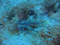 ant07_CB_0123.JPG