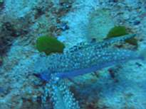 ant07_CB_0124.JPG