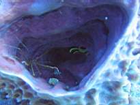 ant07_CB_0126.JPG