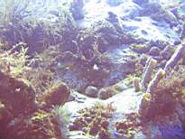 ant07_CB_0128.JPG