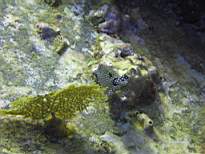 ant07_CB_0135.JPG