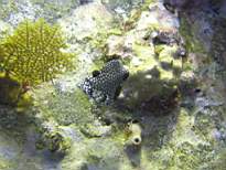 ant07_CB_0136.JPG