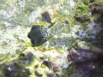 ant07_CB_0137.JPG