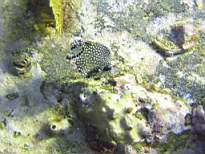 ant07_CB_0138.JPG