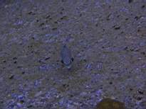 ant07_CB_0142.JPG