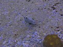ant07_CB_0143.JPG
