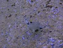 ant07_CB_0144.JPG
