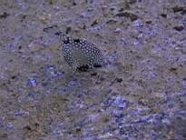 ant07_CB_0145.JPG