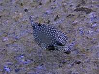 ant07_CB_0146.JPG