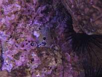 ant07_CB_0147.JPG