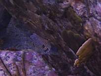 ant07_CB_0148.JPG