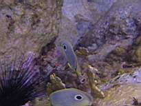 ant07_CB_0149.JPG