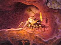 ant07_CB_0153.JPG
