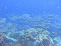ant07_CB_0156.JPG