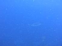 ant07_CB_0158.JPG