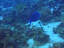 ant07_CB_0161.JPG
