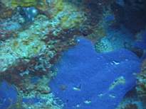 ant07_CB_0163.JPG