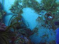ant07_CB_0165.JPG