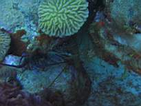 ant07_CB_0166.JPG