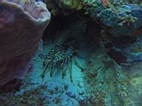 ant07_CB_0167.JPG