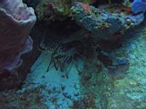 ant07_CB_0168.JPG
