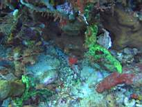 ant07_CB_0169.JPG