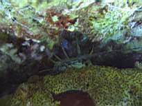 ant07_CB_0171.JPG