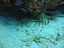 ant07_CB_0172.JPG