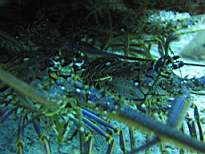 ant07_CB_0177.JPG
