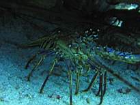 ant07_CB_0178.JPG