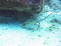 ant07_CB_0180.JPG