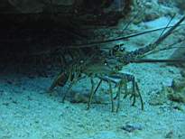 ant07_CB_0181.JPG