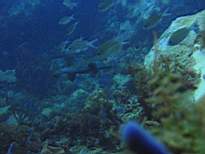 ant07_CB_0191.JPG